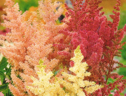 Astilbe Arendsii Bunter Zauber, Pragtspir