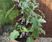 Aubergine Pot Black F1, miniaubergine