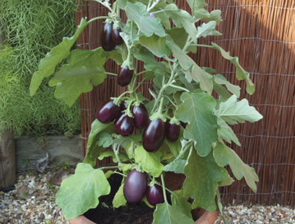 Aubergine Pot Black F1, miniaubergine