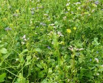 Blomster brakblanding – efterafgrøde. Hør, Vikke, kløver, Solsikke, sennep, Honningurt, ræddike, boghvede