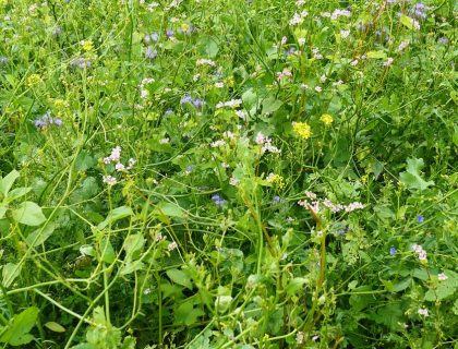 Blomster brakblanding – efterafgrøde. Oliehør, Solsikke, Gul sennep, Honningurt, Rødkløver, Hvidkløver
