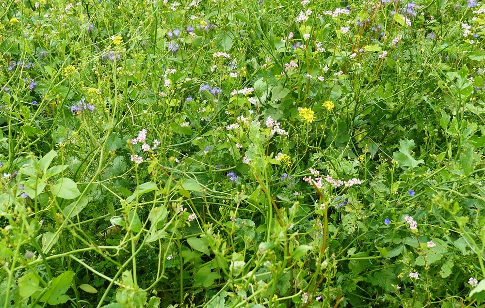 Blomster brakblanding – efterafgrøde. Hør, Vikke, kløver, Solsikke, sennep, Honningurt, ræddike, boghvede