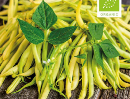 Bønne voks Berggold, gul, lav, økologiske frø