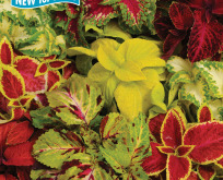 Coleus, paletblad, Rainbow mix