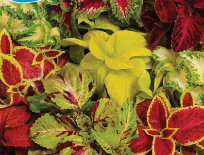 Coleus, paletblad, Rainbow mix