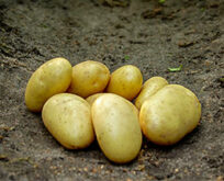 Læggekartoffel Darling, 1,5kg, middeltidlig, delikatesse- eller salatkartoffel