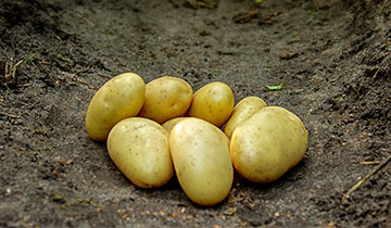 Læggekartoffel Darling, 1,5kg, middeltidlig, delikatesse- eller salatkartoffel
