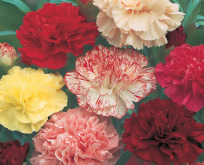 Havenillike Mix. Dianthus caryophyllus, Choice Double Mixed