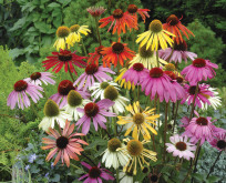 Solhat, Echinacea, Dreamcoat blanding af farver.