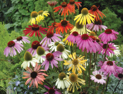 Solhat, Echinacea, Dreamcoat blanding af farver.