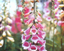 Fingerbøl blomst, Digitalis purpurea blanding