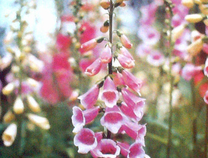 Fingerbøl blomst, Digitalis purpurea blanding