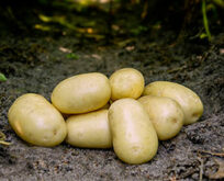Læggekartoffel Frig, 1,5kg. Middel tidlig, salatkartoffel og pillekartoffel (erstatning for Jutlandia)