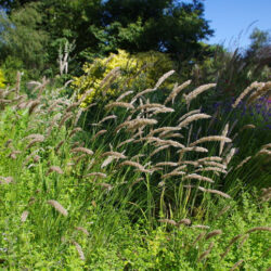 Håret flitteraks (Melica ciliata),