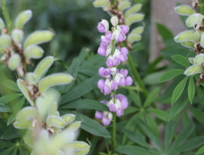 Blå Lupin Flerårig