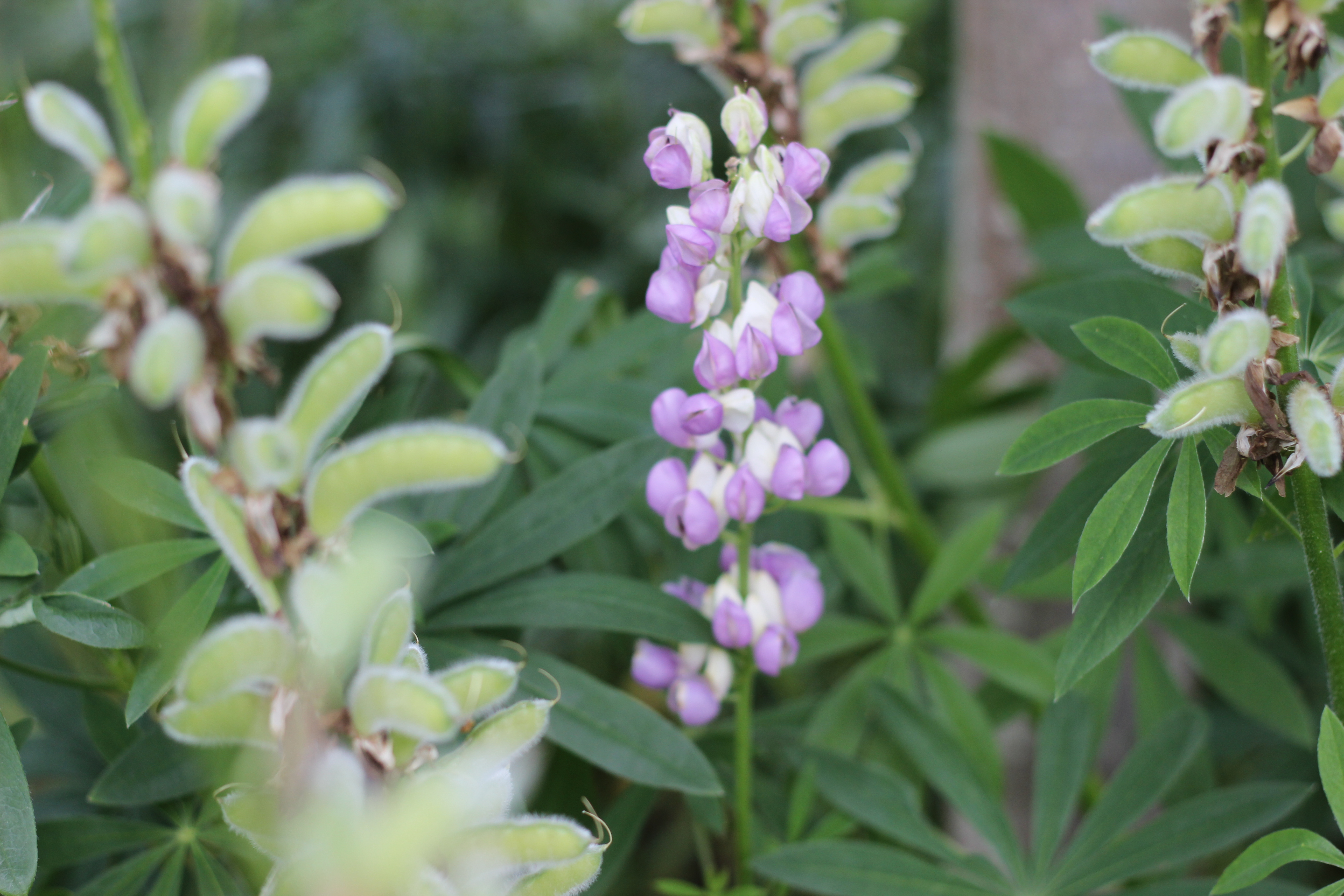 Blå Lupin Flerårig