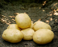 Læggekartoffel Justbake, 1.5kg, middel tidlig, pillekartoffel, salat, spise
