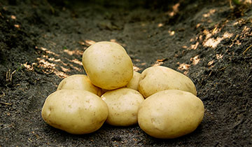 Læggekartoffel Justbake, 1.5kg, middel tidlig, pillekartoffel, salat, spise