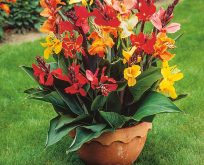 Kanna – Canna indica