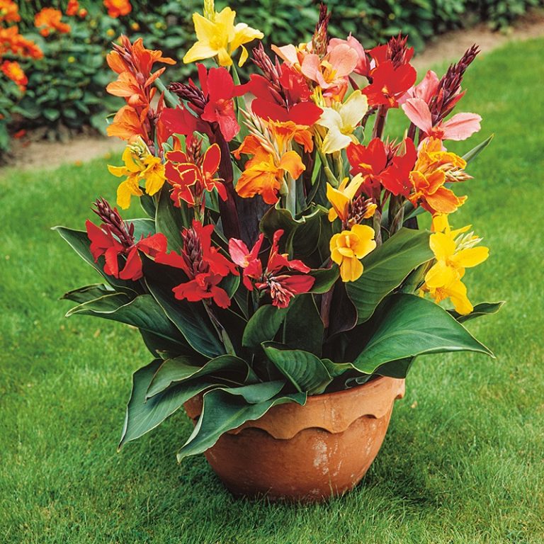 Kanna – Canna indica