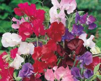 Lathyrus Bouquet Mixed