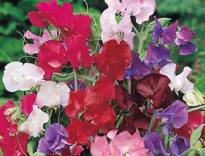 Lathyrus Bouquet Mixed