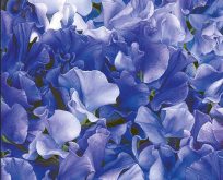 Lathyrus Singing The Blues