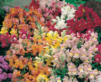 Løvemund, Antirrhinum Tom Thumb Mix