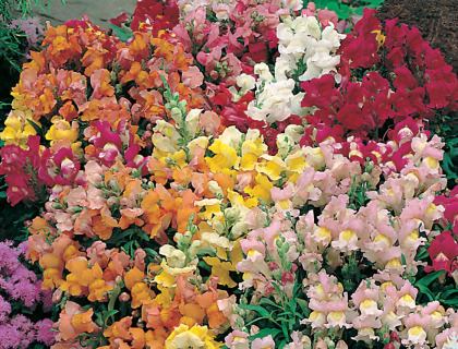 Løvemund, Antirrhinum Tom Thumb Mix