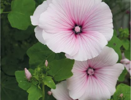 Mamelukærme, Pink Blush