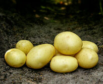 Læggekartoffel Mikado 1.5kg, Middel tidlig skrællet