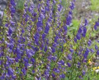 Nælde-Klokke, Campanula trachelium – vild