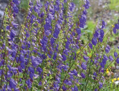 Nælde-Klokke, Campanula trachelium – vild