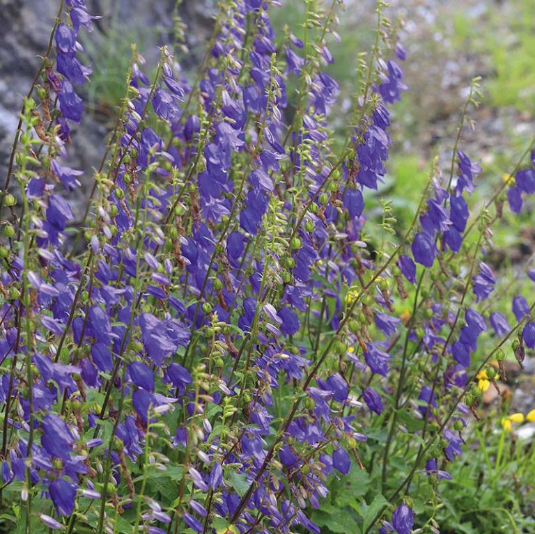 Nælde-Klokke, Campanula trachelium – vild