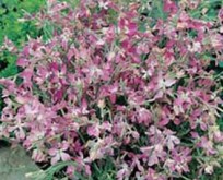 Natlevkøj, Matthiola bicornis, Night Scented,