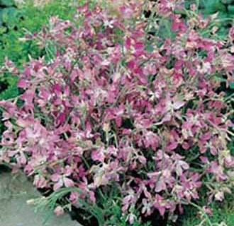 Natlevkøj, Matthiola bicornis, Night Scented,