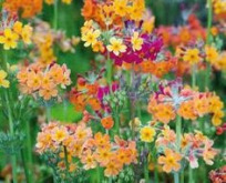 Primula Candelabra. Vejkant mix