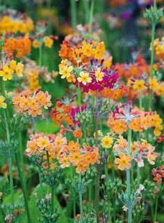 Primula Candelabra. Vejkant mix