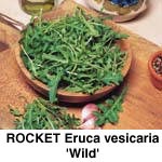 Rucola Salat , Vild