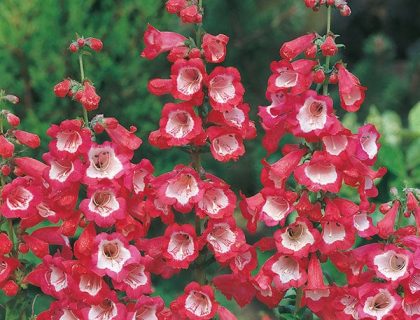 Rørblomst, Penstemon hartwegii