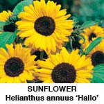 Helianthus Solsikke Hallo