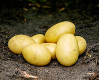 Læggekartoffel Santera, 1,5kg, Middeltidlig, skrællekartoffel