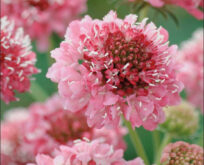 Scabiosa, Salmon Queen