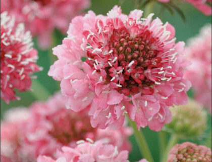 Scabiosa, Salmon Queen