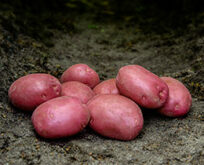 Læggekartoffel Senna, 1,5kg, Rød skin spisekartoffel