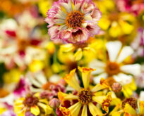 Skønhedsøje, Coreopsis,Sea Shells Mix