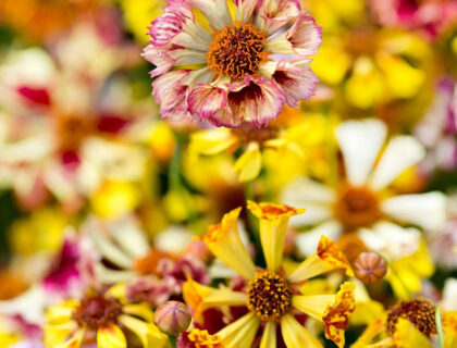 Skønhedsøje, Coreopsis,Sea Shells Mix