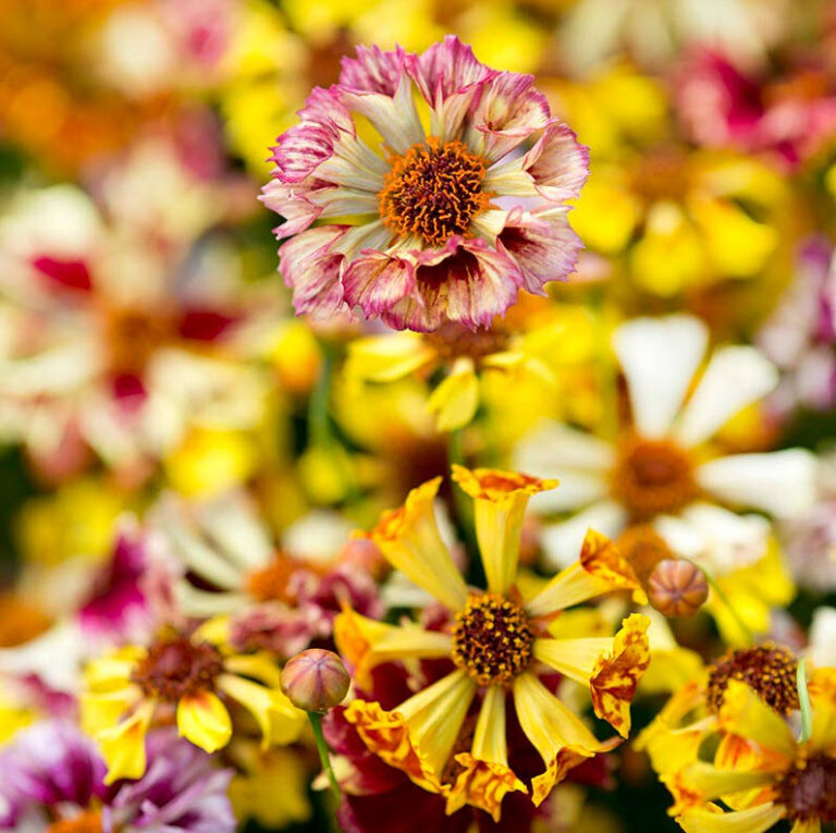Skønhedsøje, Coreopsis, Sea Shells Mix