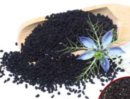 Sortkommen, Nigella sativa