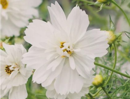 Stolte Kavaler, Fizzy White